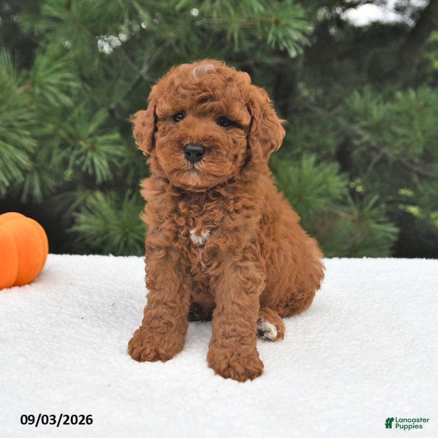 Mini Goldendoodle dogs Murphy - Ad 2