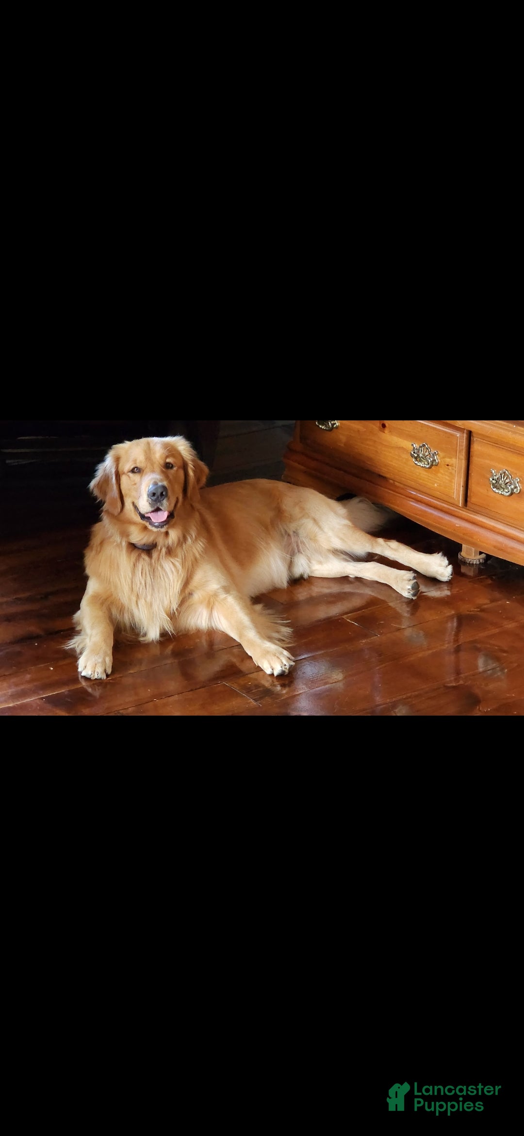 Golden Retriever dogs for sale: Pumpkin - Ad 5