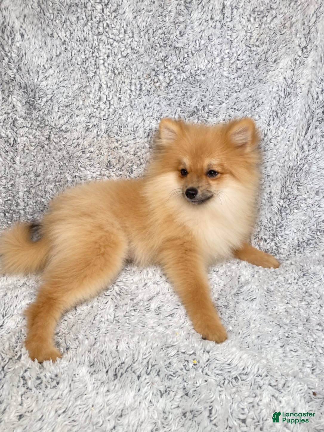 Pomeranian dogs Ace - Ad 2