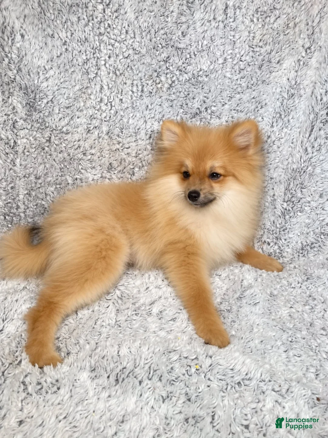 Pomeranian dogs for sale: Ace - Ad 2