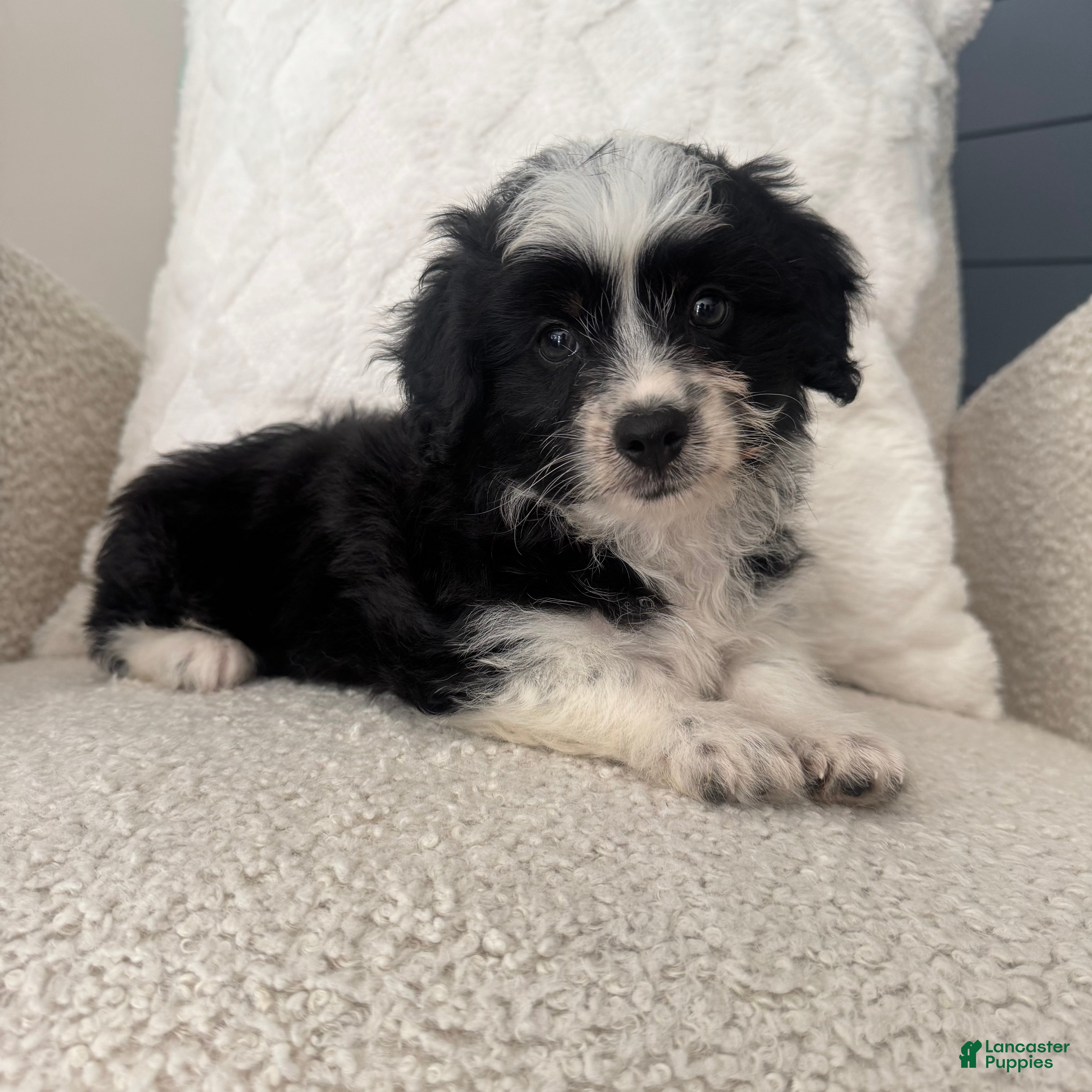 Mini Aussiedoodle dogs Alan - Ad 34