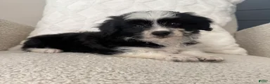 Alan