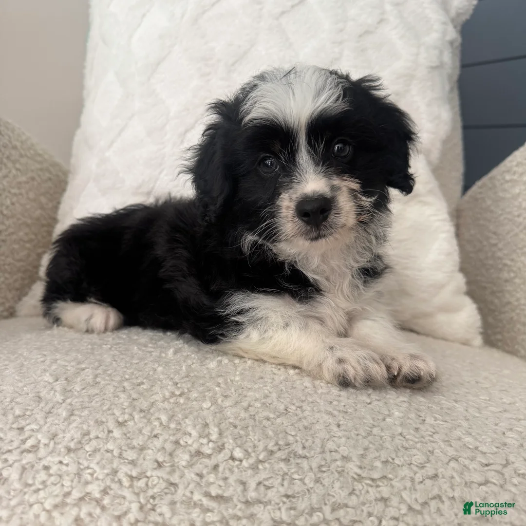 Mini Aussiedoodle dogs for sale: Alan - Ad 1