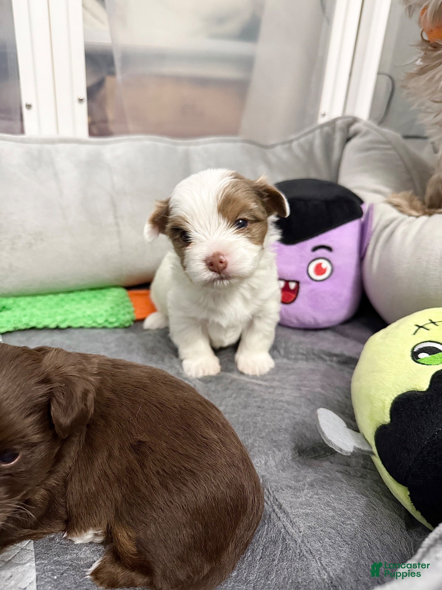 Yorkshire Terrier dogs for sale: Absol - Ad 40