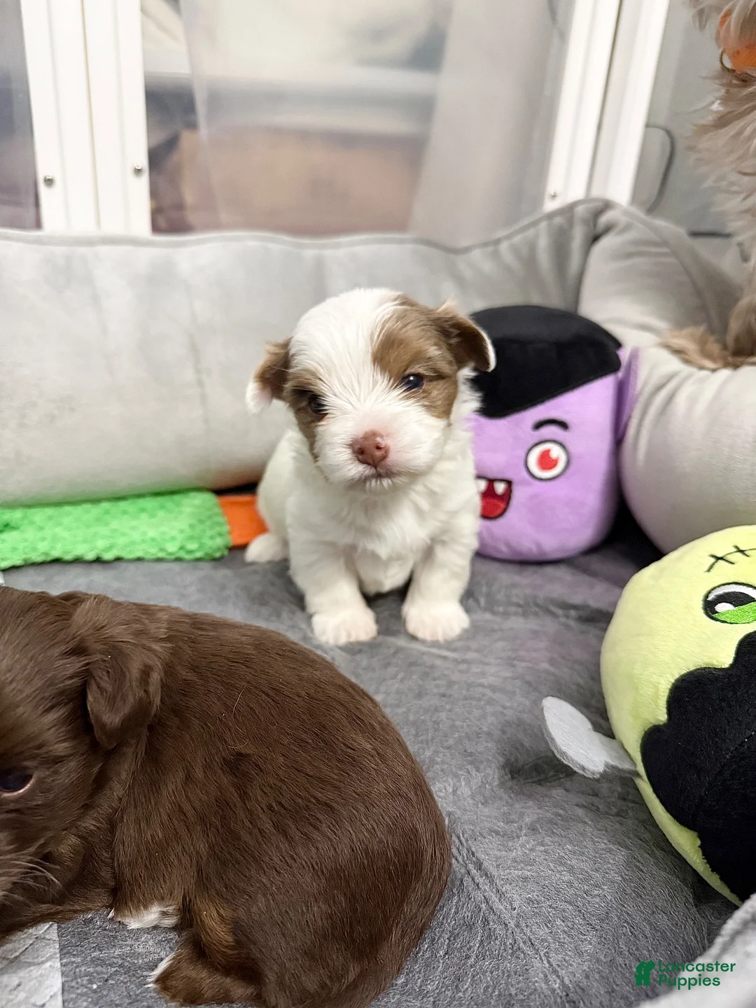 Yorkshire Terrier dogs for sale: Absol - Ad 1
