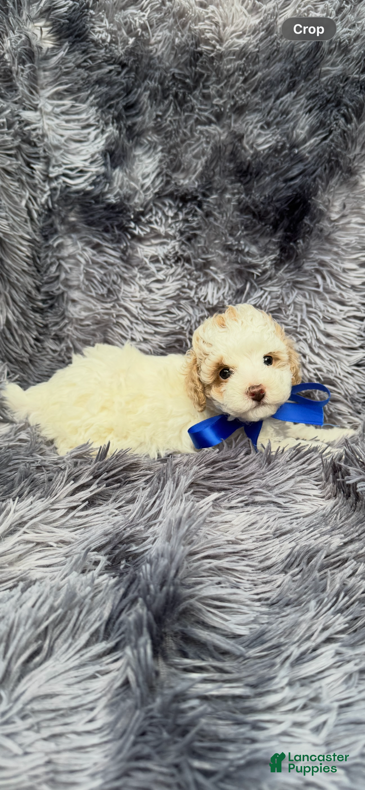 Toy Poodle dogs Toy Poodle 1 - Ad 2