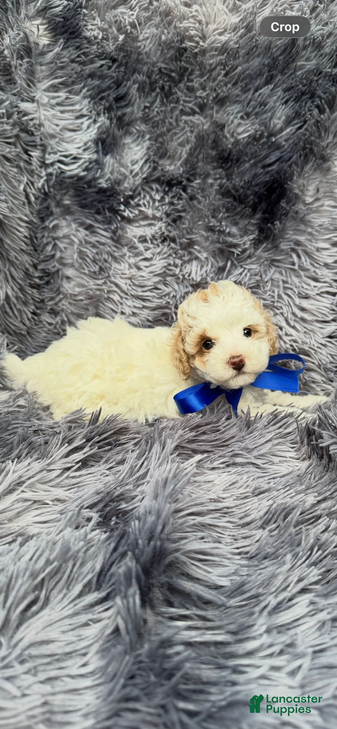 Toy Poodle dogs for sale: Toy Poodle 1 - Ad 2