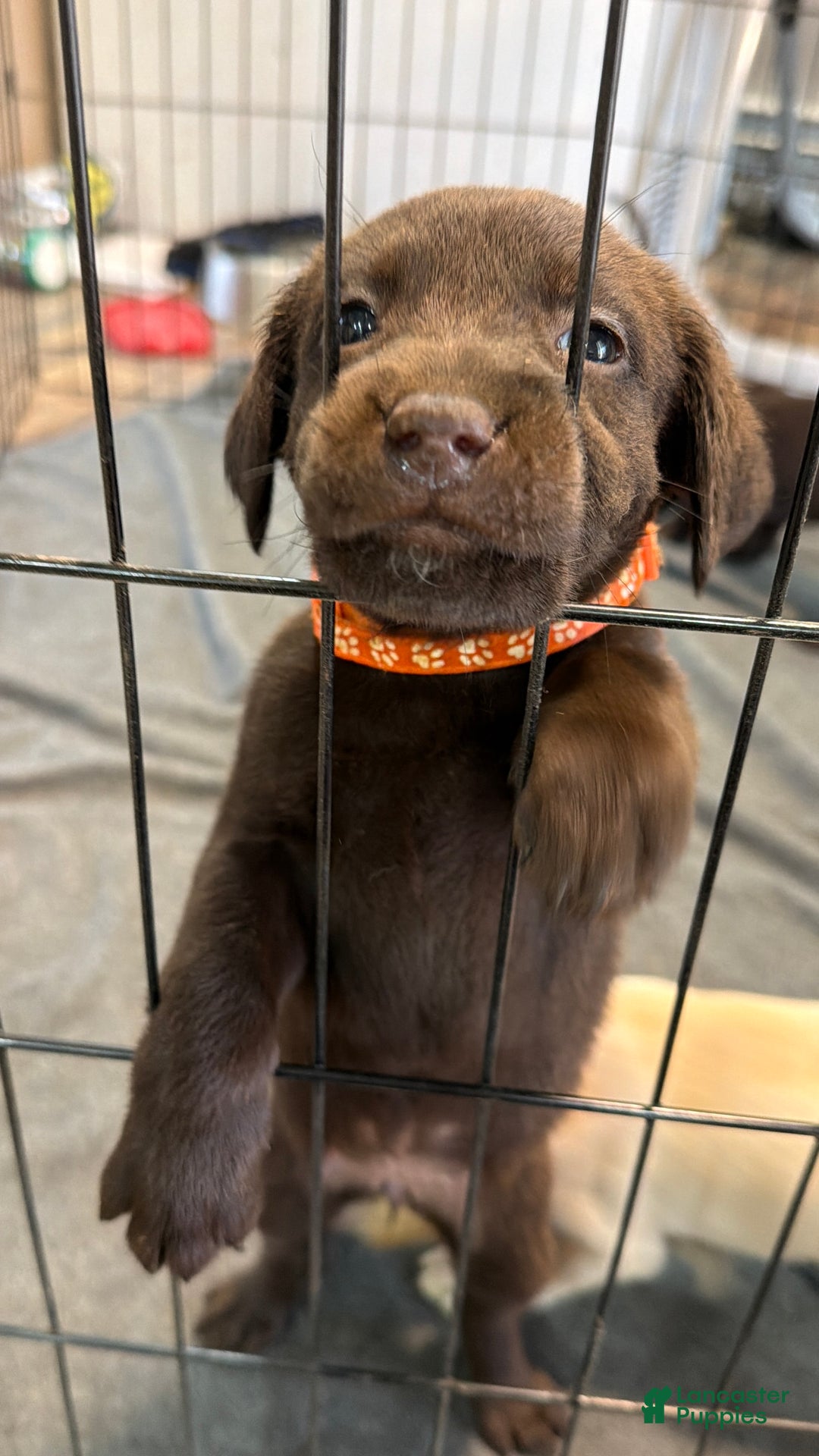 Mixed Breed dogs for sale: Carmella / Cinimini / Honey / Albany / Mini zoo / midnight - Ad 29