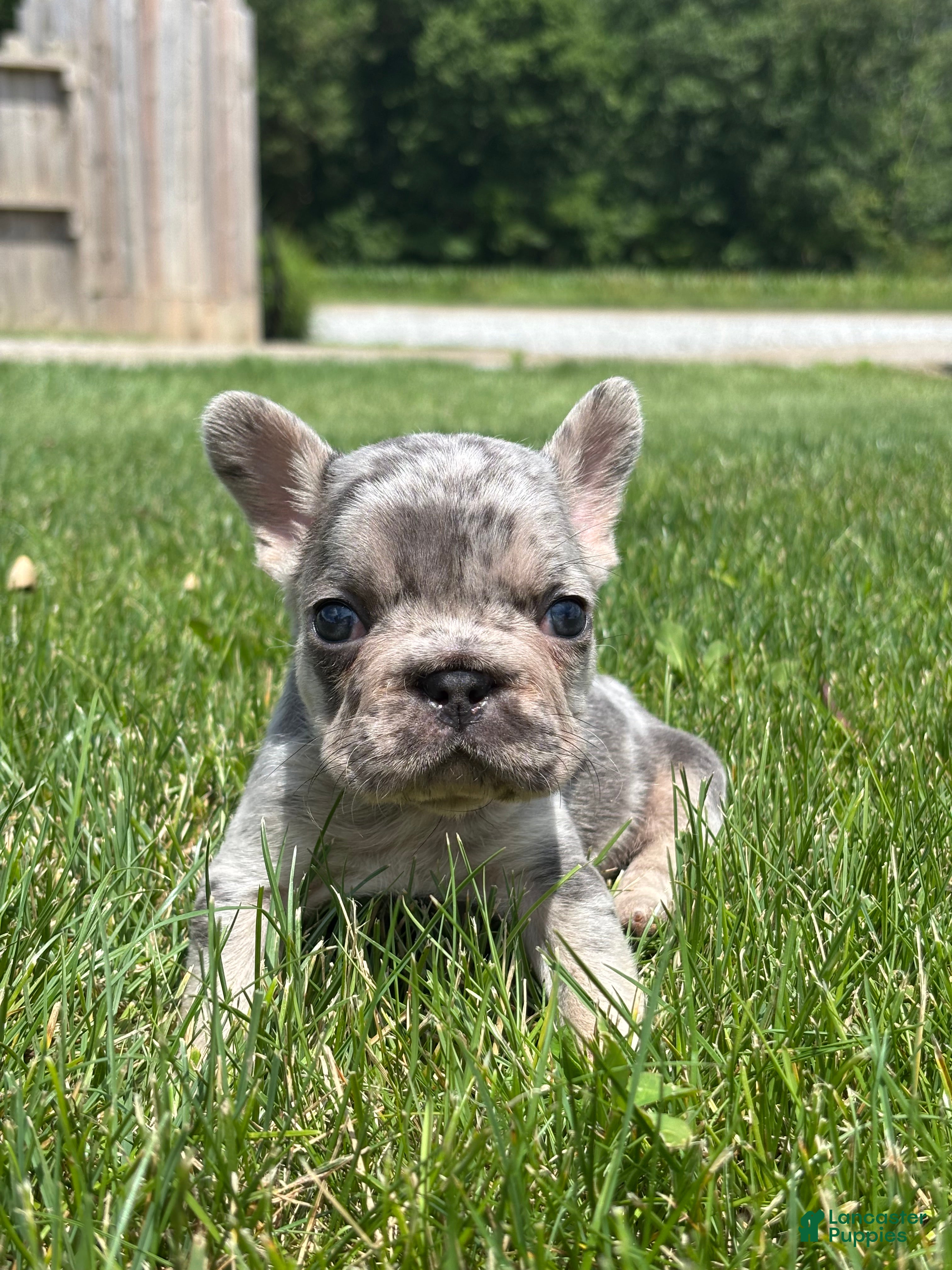 French Bulldog dogs Oaklynn - Ad 1