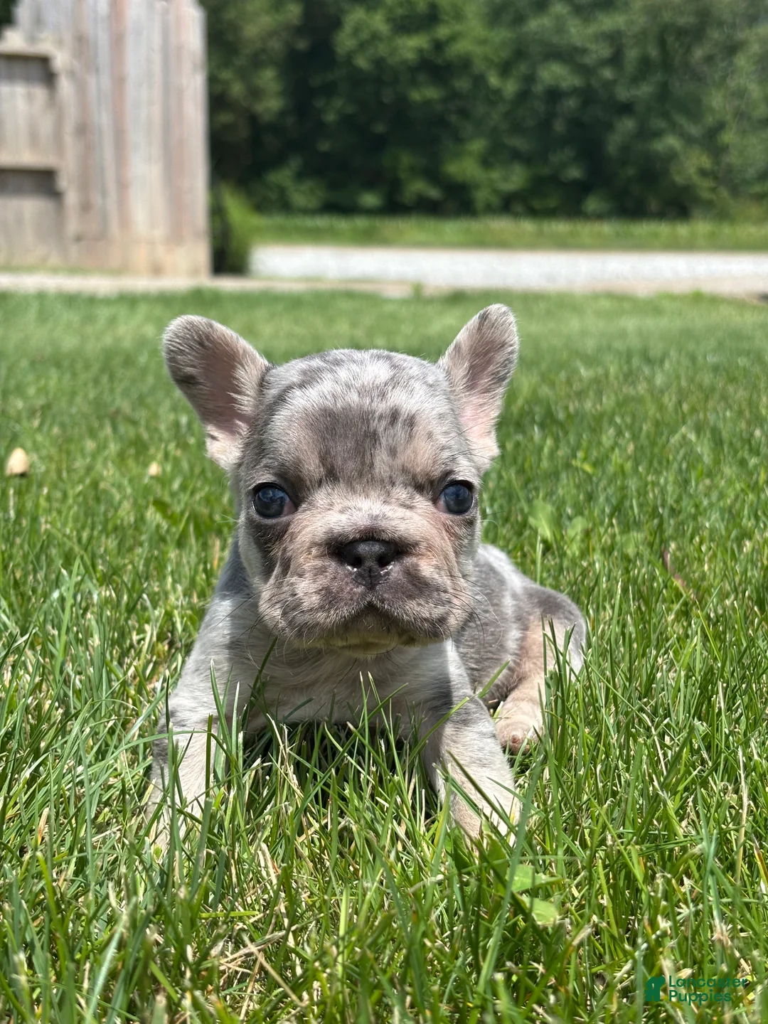French Bulldog dogs for sale: Oaklynn - Ad 1