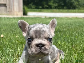 French Bulldog dogs for sale: Oaklynn - Ad 3