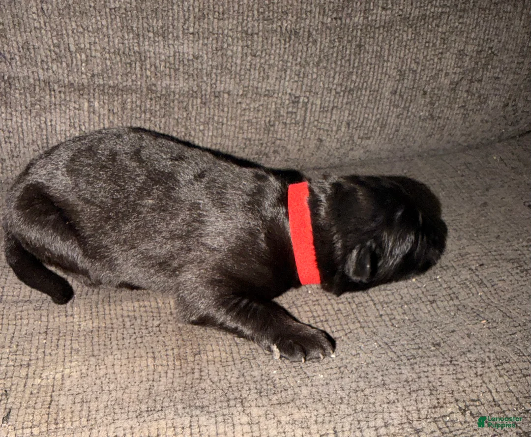 German Shepherd dogs for sale: German Shepherd Puppy 1- Red Male - Ad 2