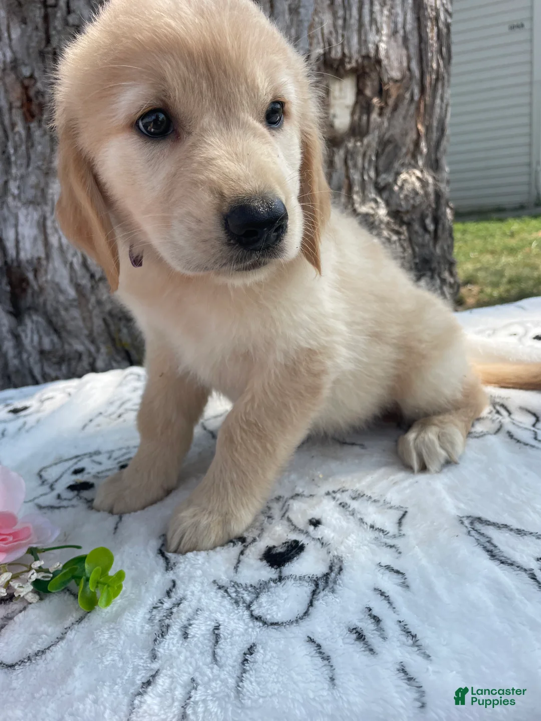 Mixed Breed dogs for sale: Ruth - Ad 3