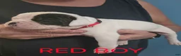 American Bulldog dogs for sale: Red Boy - Ad 2