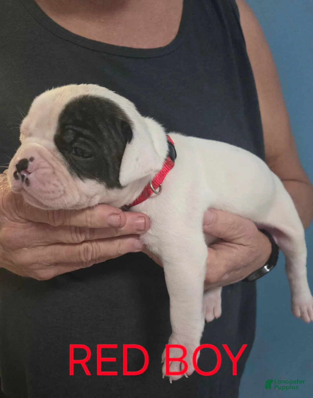 American Bulldog dogs for sale: Red Boy - Ad 2