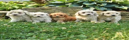 Cockapoo dogs for sale: Nick  - Ad 3