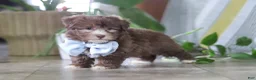 Havanese dogs for sale: Buster - Ad 4
