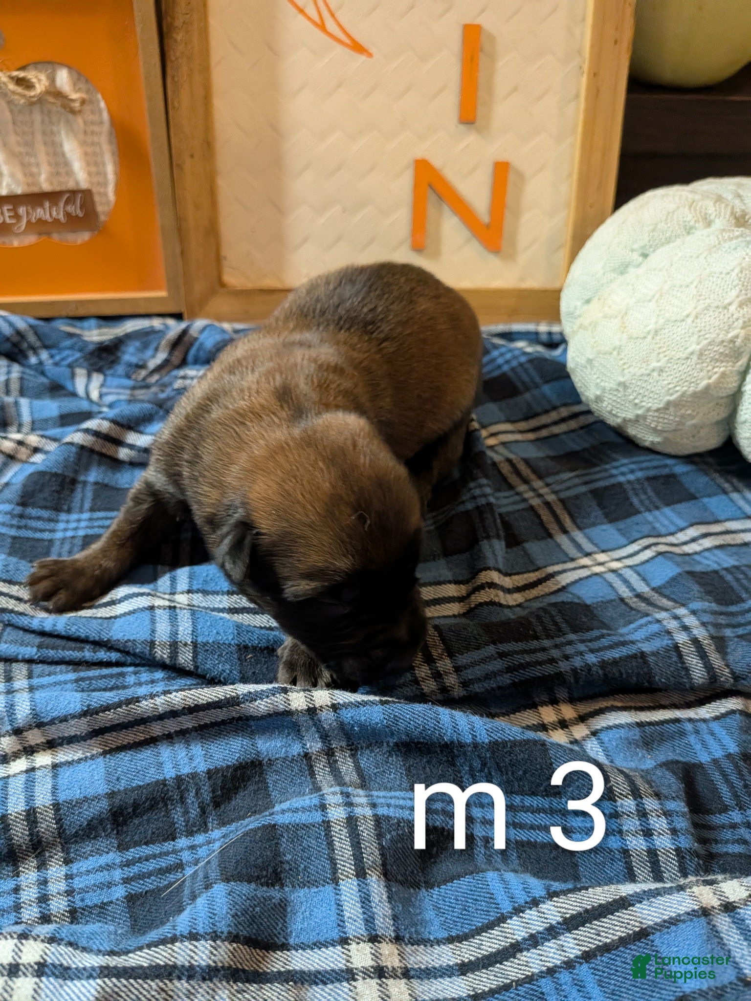 Belgian Malinois dogs Belgian Malinois Puppy 3 - Ad 31