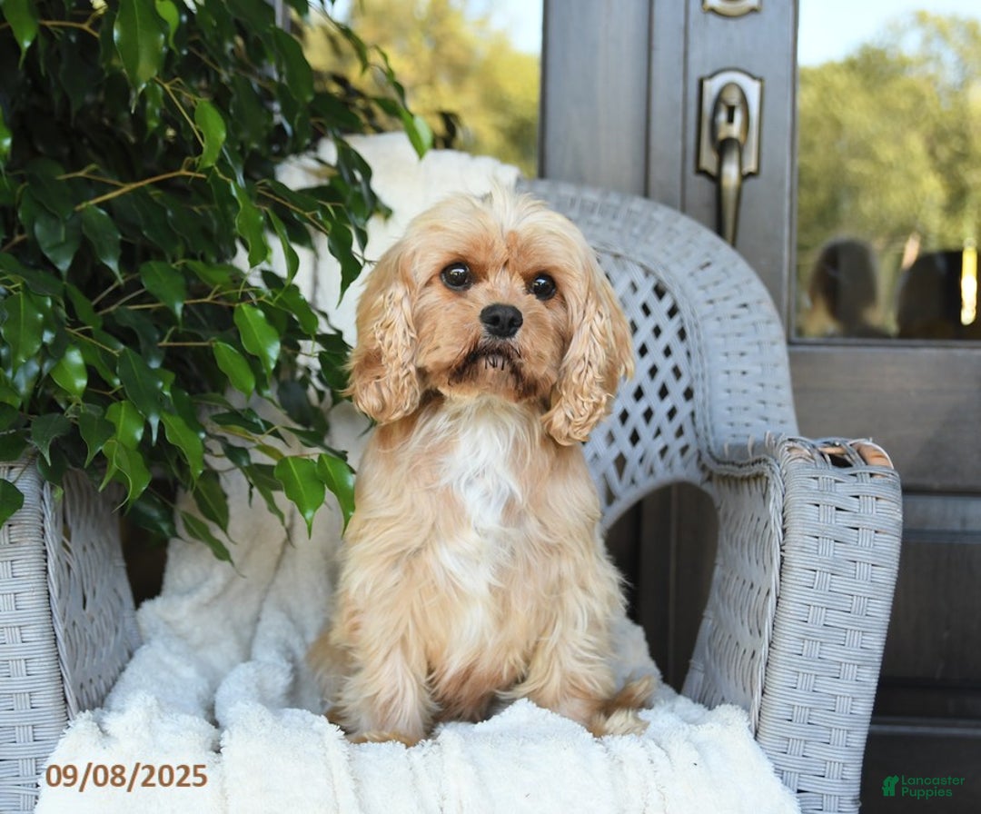 Cavapoo dogs for sale: Cookie - Ad 6