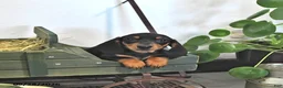 Miniature Dachshund dogs for sale: Josie - Ad 4