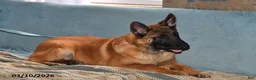 Belgian Malinois dogs for sale: Diesel - Ad 3