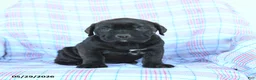 Cane Corso dogs for sale: Sadie - Ad 4