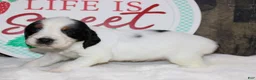 English Springer Spaniel dogs for sale: Tansy - Ad 3