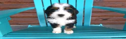 Mini Bernedoodle dogs for sale: Blake - Ad 6