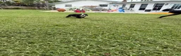 Bernese Mountain Dog dogs for sale: Bernese Mountain Dog 1 - Ad 26