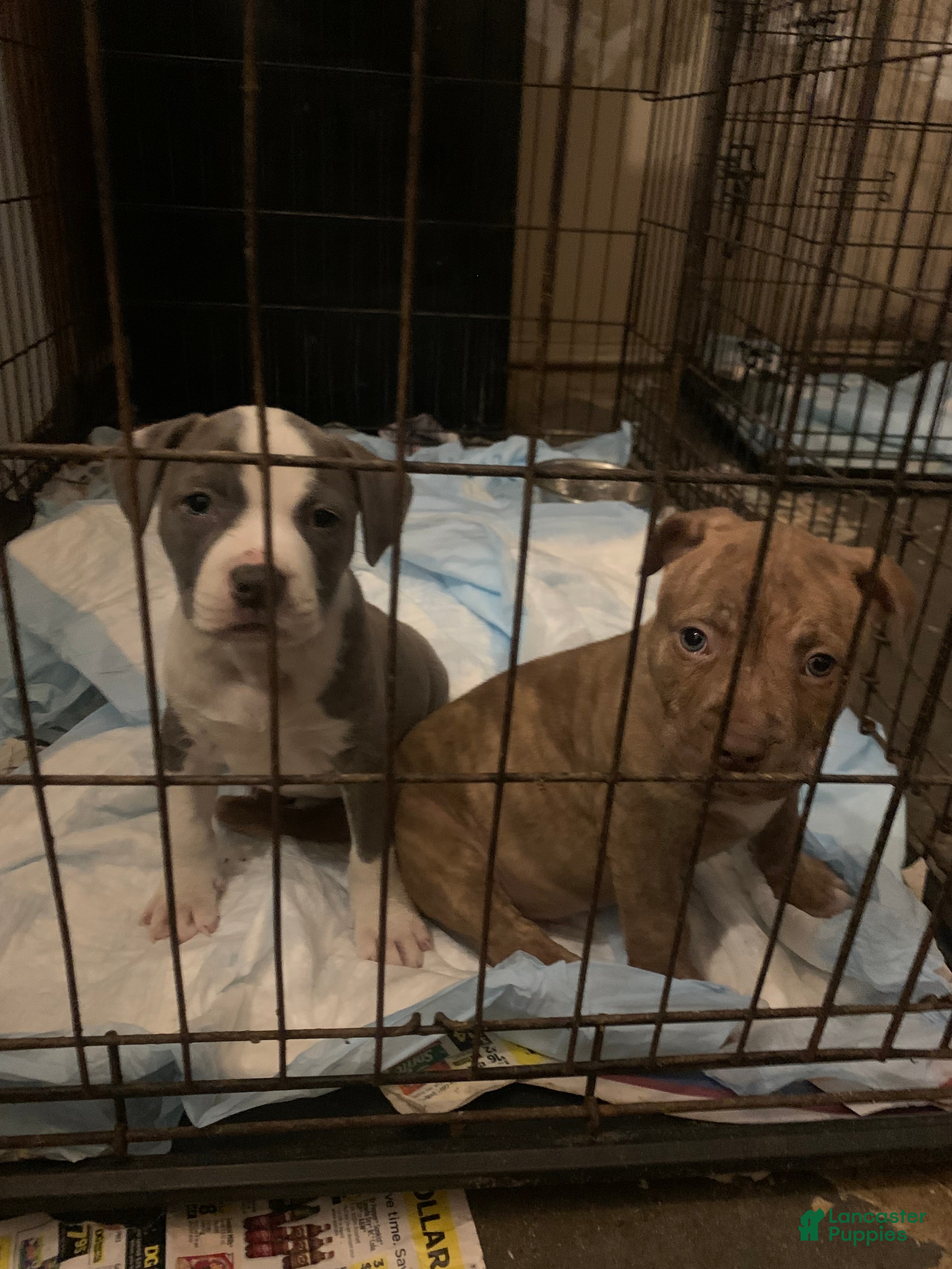 American Pit Bull Terrier dogs American Pit Bull Terrier Puppy 1 - Ad 1