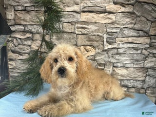 Mixed Breed dogs - Ad 18