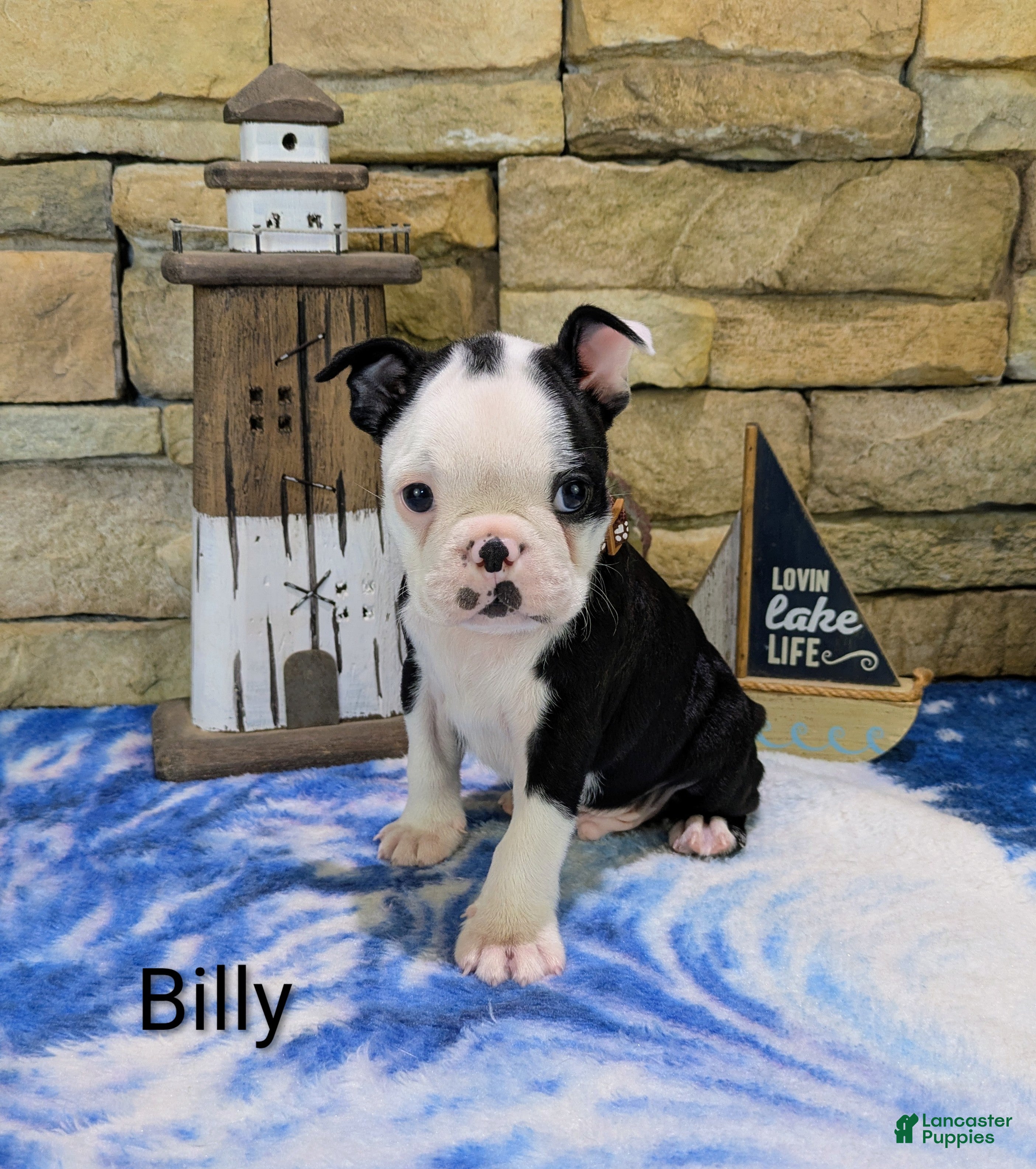 Boston Terrier dogs Boston Terrier Male Billy  - Ad 2