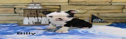 Boston Terrier dogs for sale: Boston Terrier Male Billy  - Ad 2