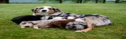 Australian Shepherd dogs for sale: Tipsy - Ad 4