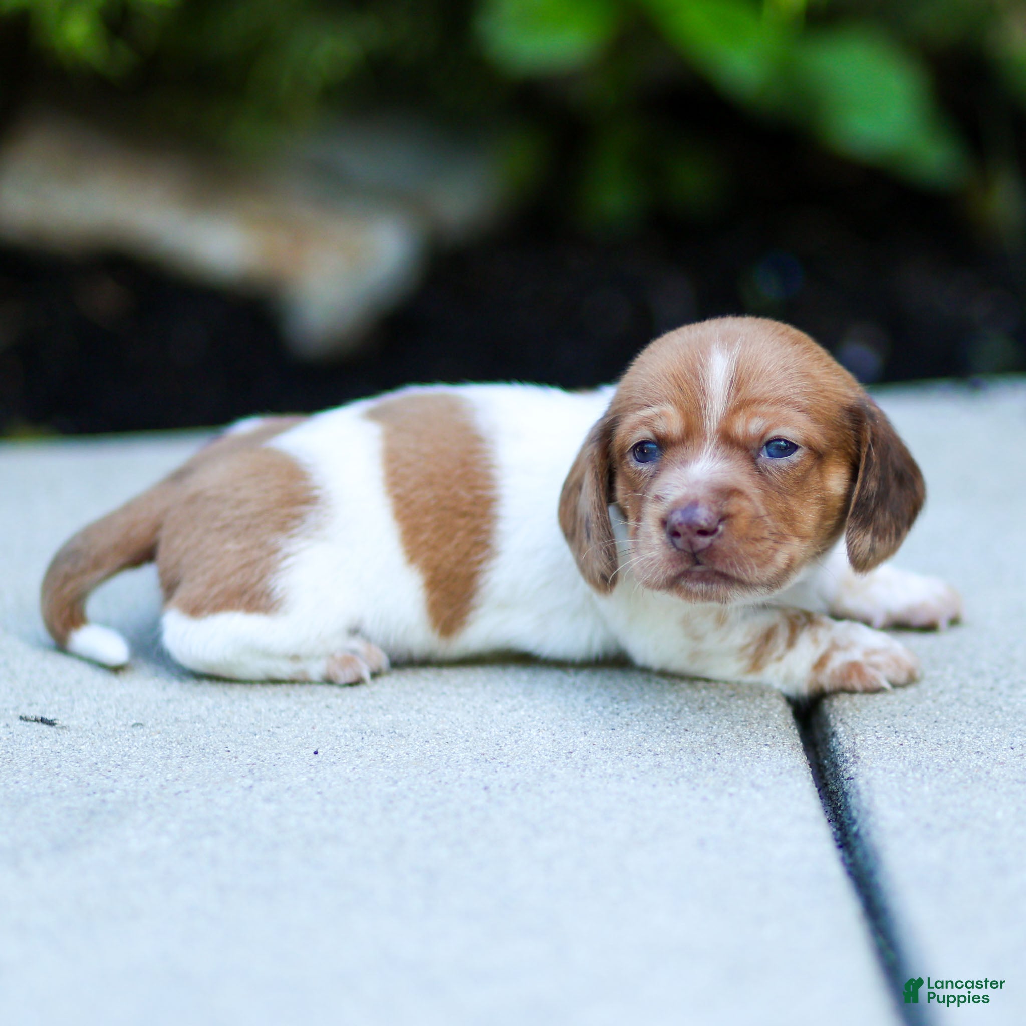 Miniature Dachshund dogs Missy Miniature Dachshund  - Ad 1