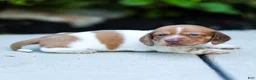 Miniature Dachshund dogs for sale: Missy Miniature Dachshund  - Ad 1