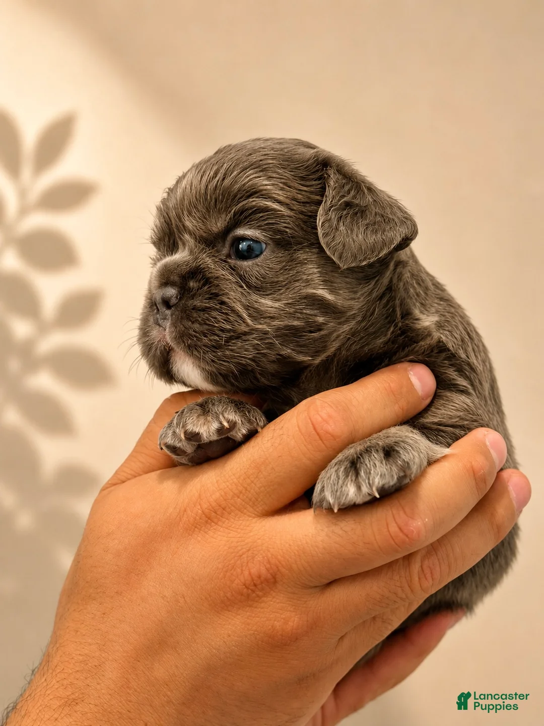 French Bulldog dogs for sale: French Bulldog Puppy 2 - Ad 2