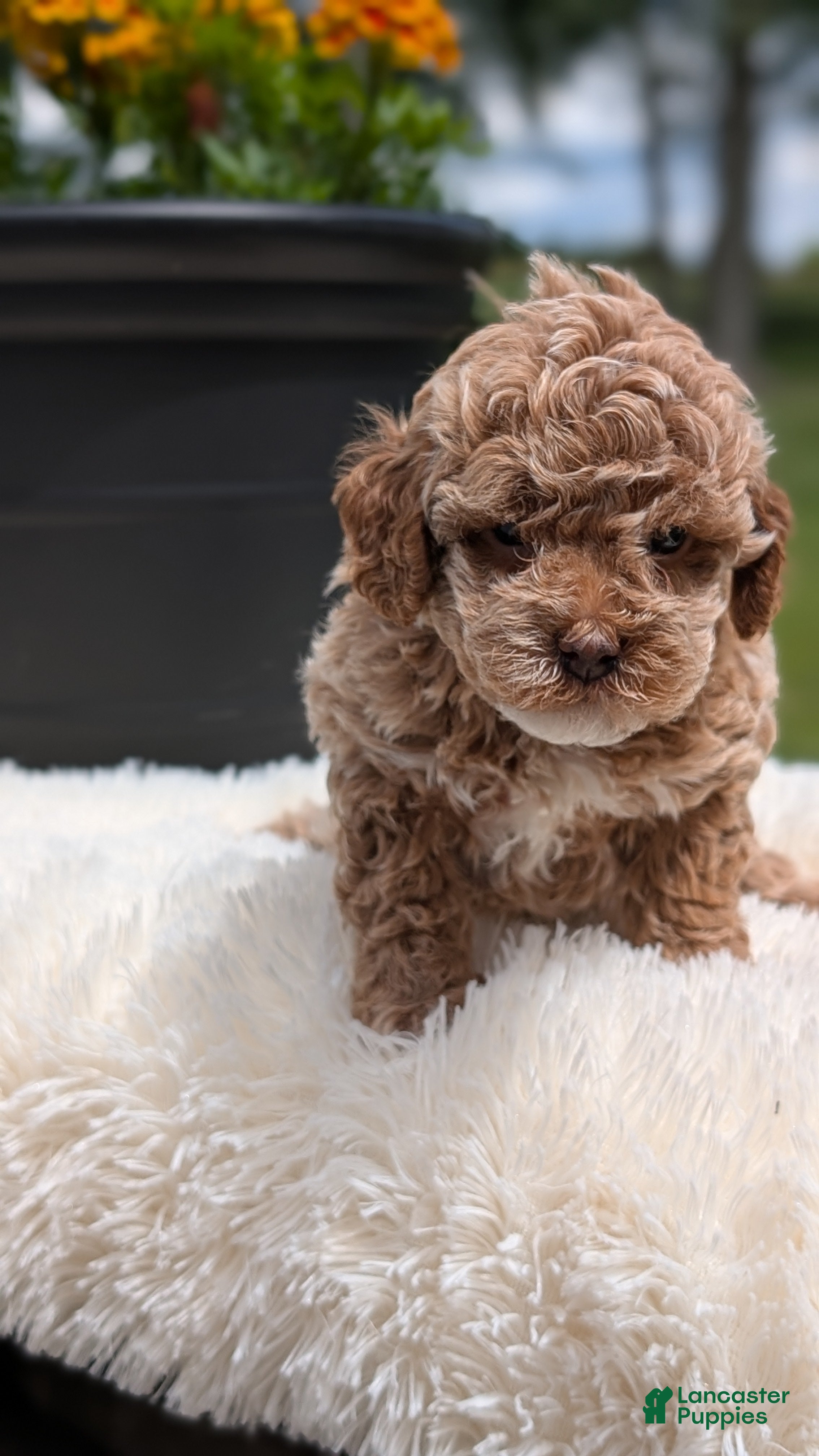 Miniature Poodle dogs Ruby - Ad 2