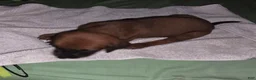 Redbone Coonhound dogs for sale: Redbone Coonhound 9(black) - Ad 5