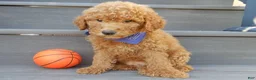Mini Goldendoodle dogs for sale: Theo (medium) - Ad 4