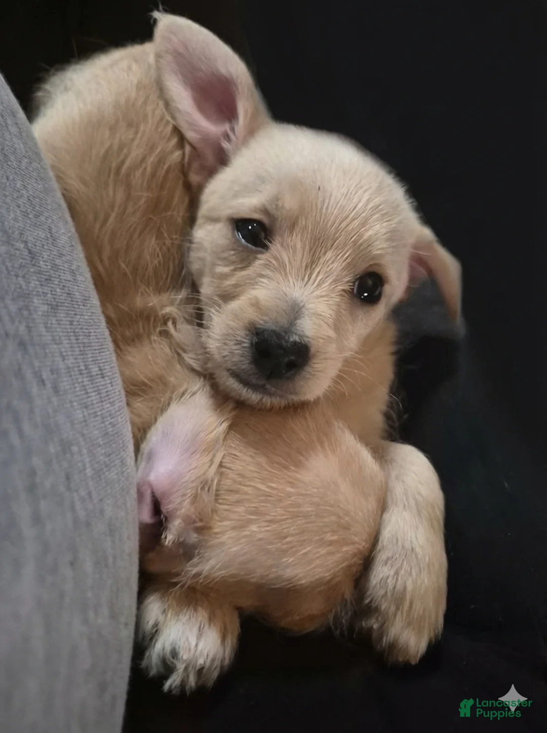 Chipoo dogs for sale: Chipoo Puppy 2 - Ad 3