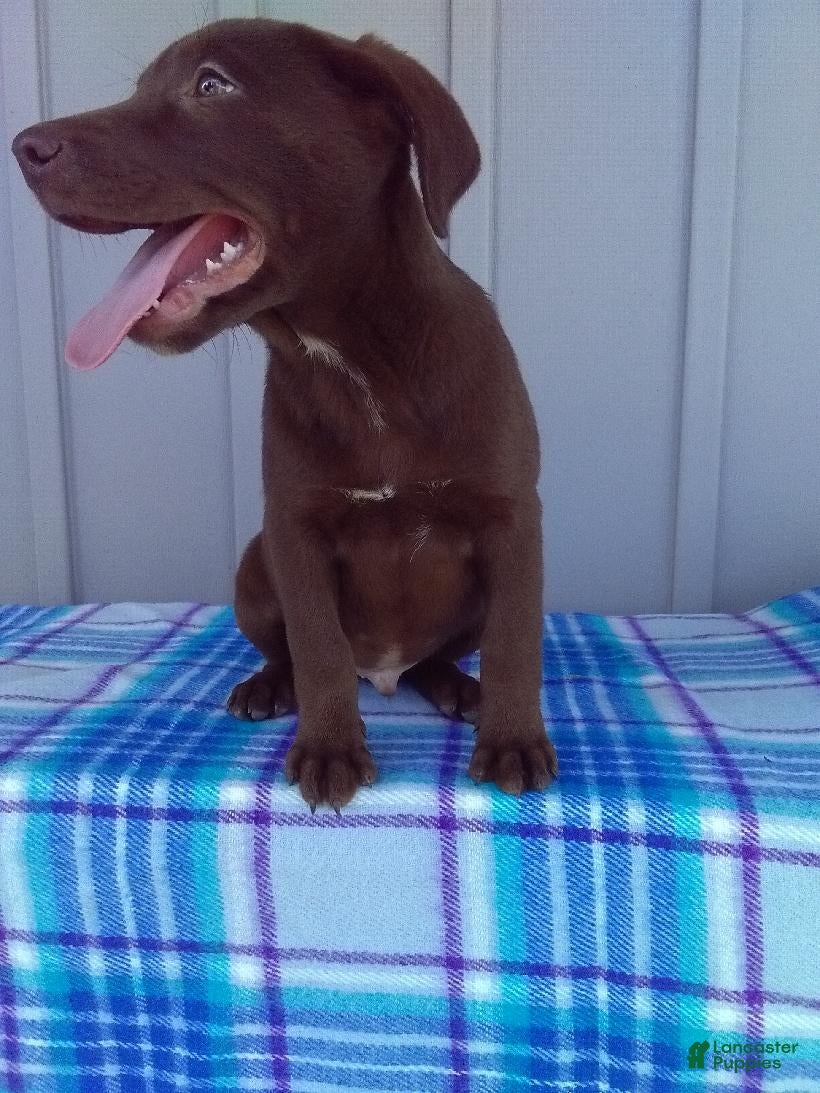 Labrador Retriever dogs Buddy - Ad 2
