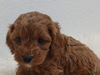 Cavapoo dogs Graham - Ad 35