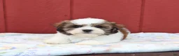 Malshi dogs for sale: Scott - Ad 4