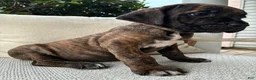 Cane Corso dogs for sale: Cane Corso Brindle  - Ad 5