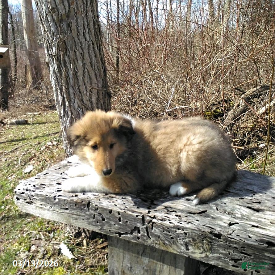 Collie dogs Prince   - Ad 2