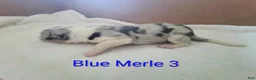 Border Collie dogs for sale: Border Collie 1 - Ad 3