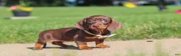 Miniature Dachshund dogs for sale: Lily - Ad 4