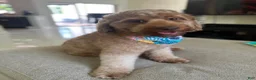 Mini Goldendoodle dogs for sale: Cinnamon - Ad 2