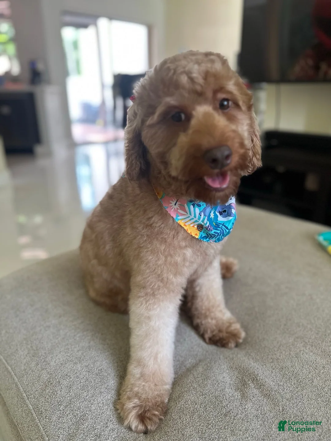 Mini Goldendoodle dogs for sale: Cinnamon - Ad 2